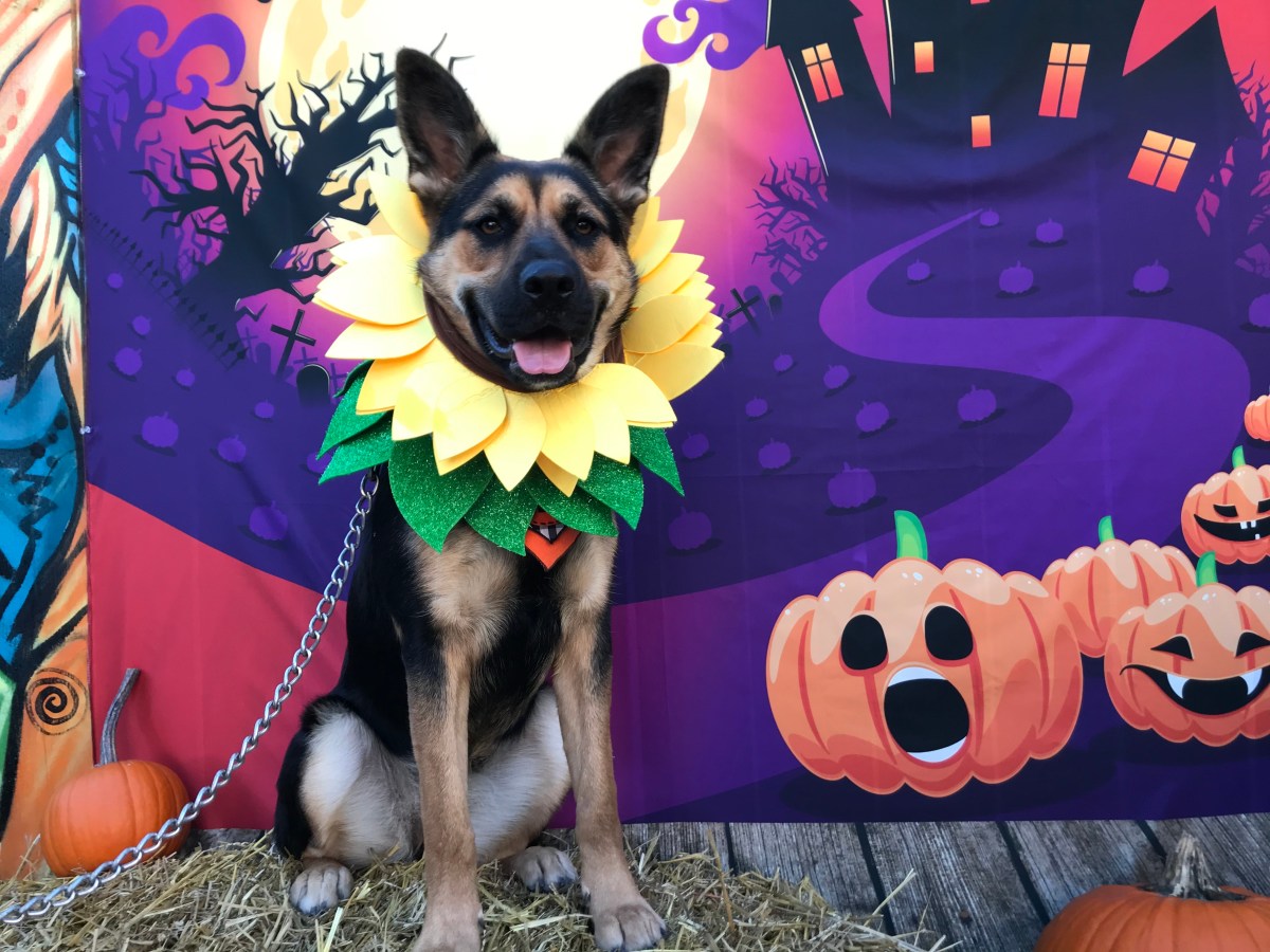 Who Else is Ready for&nbsp;Halloween?